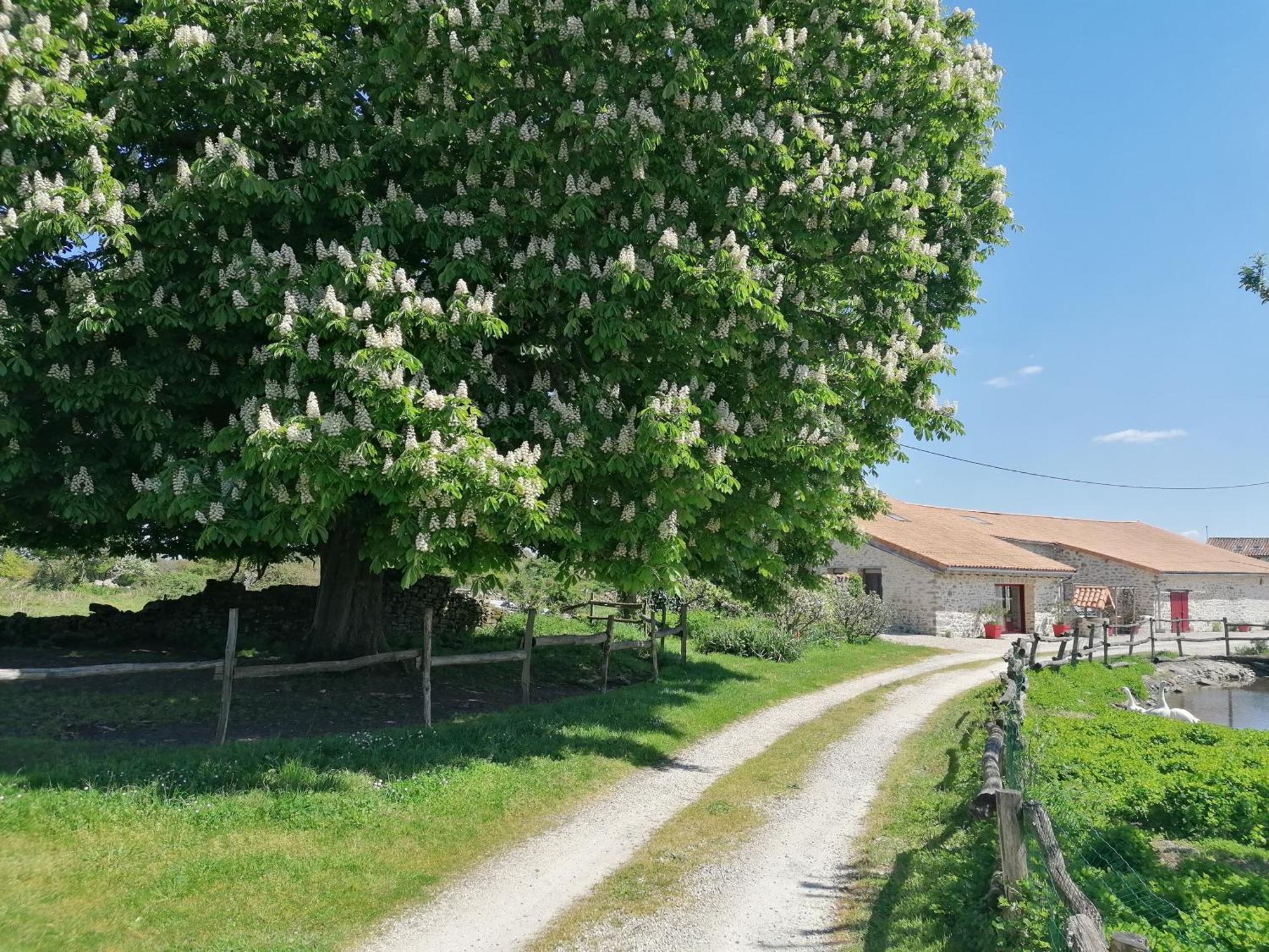 Holiday home Le Marronnier - - 10 Personnes - A La Campagne A 3 Kms Du Centre-ville