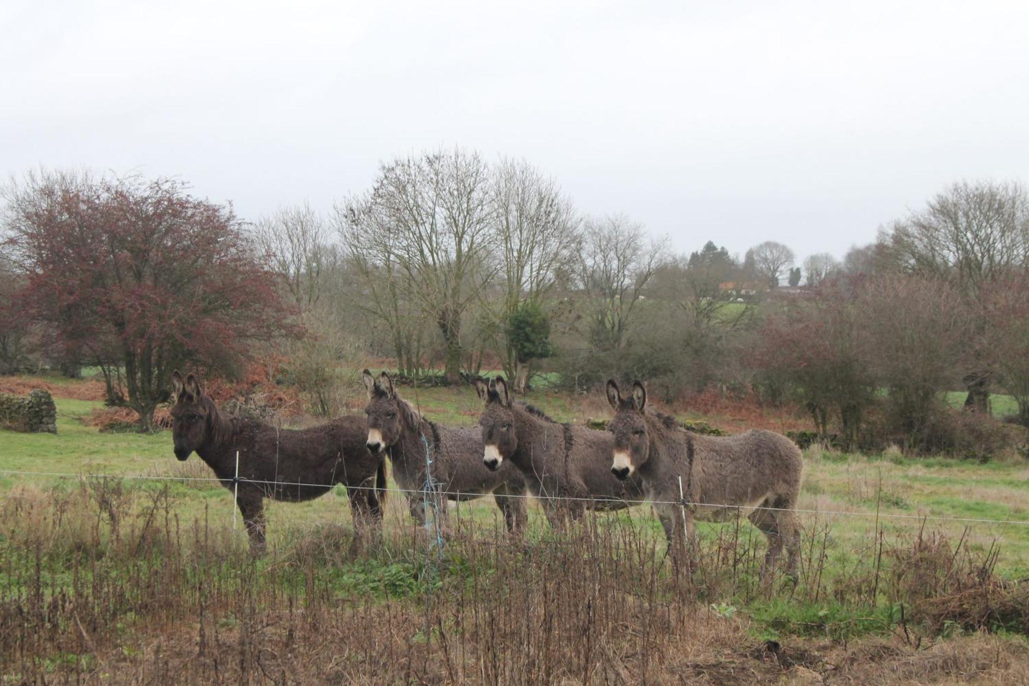 Le Marronnier - - 10 Personnes - A La Campagne A 3 Kms Du Centre-ville Holiday home *